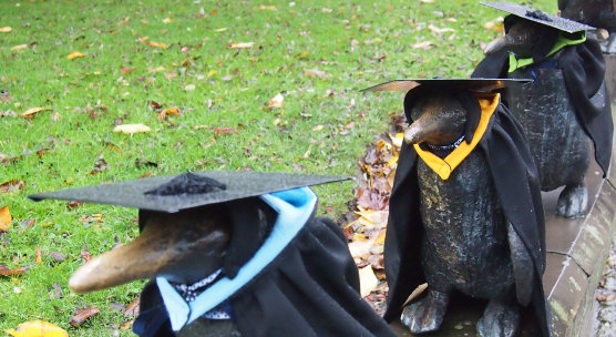 Penguin Parade joins Graduation