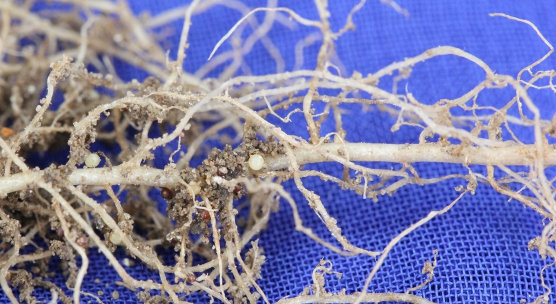 Researchers make technological breakthrough against potato cyst nematode
