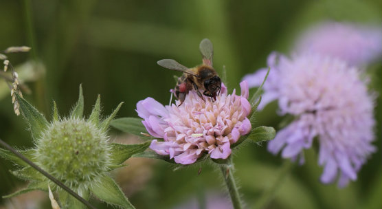 Bees research shows not all neonicotinoids are the same