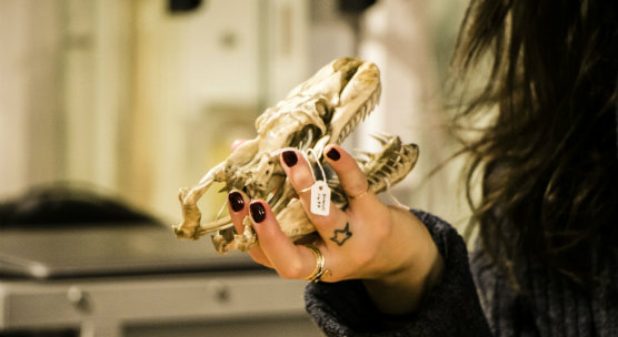 Virtual museum brings extinct species back to life