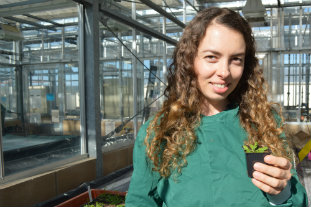 Plant scientist awarded Massalski research prize