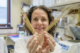 New elite barley could be a budding success