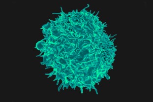 From sleeping cell to assassin – how immune cells work